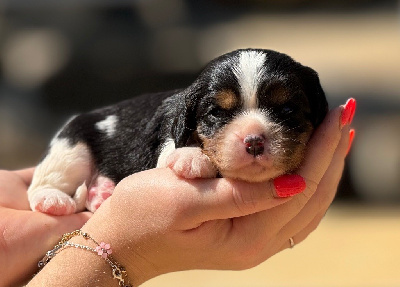 Les chiots de Cavalier King Charles Spaniel