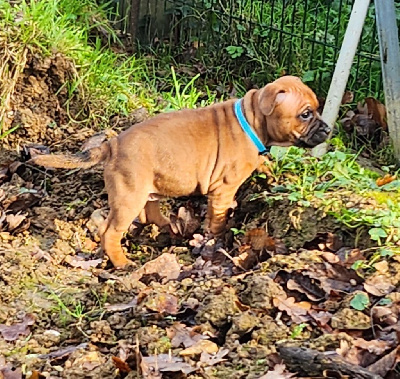 Les chiots de Staffordshire Bull Terrier