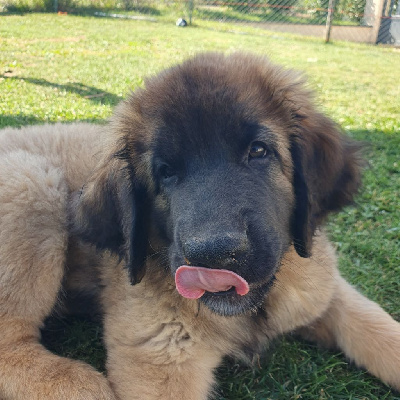 Les chiots de Leonberger