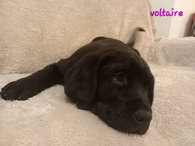 Voltaire - Labrador Retriever