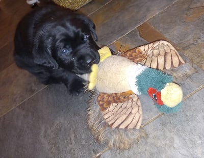 Les chiots de Labrador Retriever