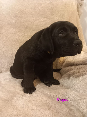 Les chiots de Labrador Retriever