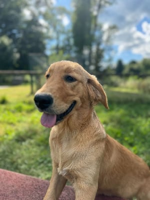 Les chiots de Golden Retriever