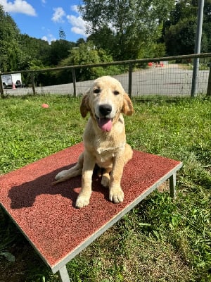 Les chiots de Golden Retriever