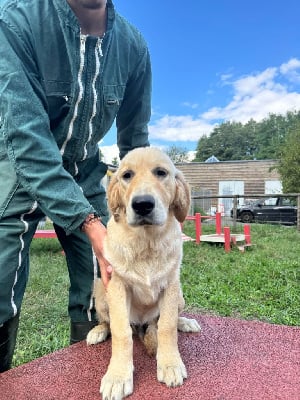 Les chiots de Golden Retriever