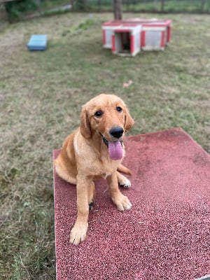 Les chiots de Golden Retriever