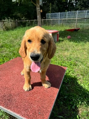 Les chiots de Golden Retriever