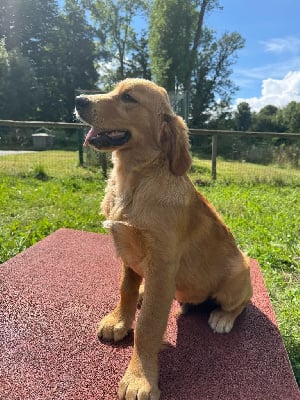 Les chiots de Golden Retriever