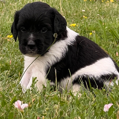 Les chiots de Epagneul Breton