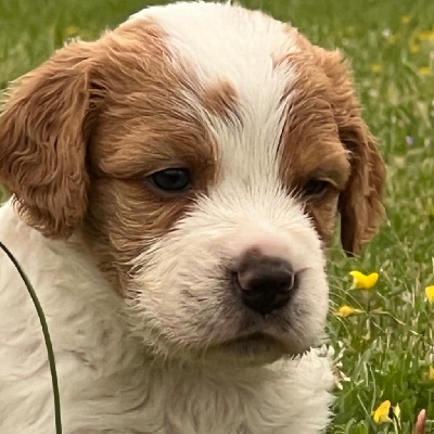 Les chiots de Epagneul Breton