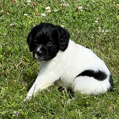 Les chiots de Epagneul Breton