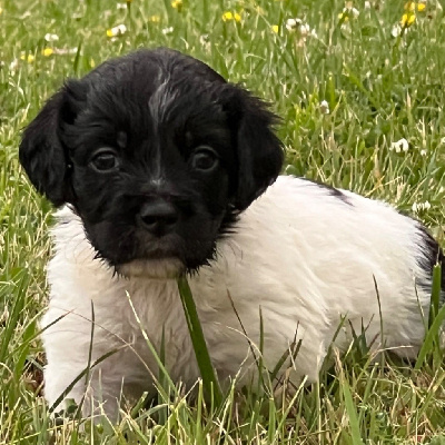 Les chiots de Epagneul Breton