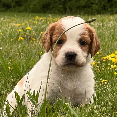 Les chiots de Epagneul Breton