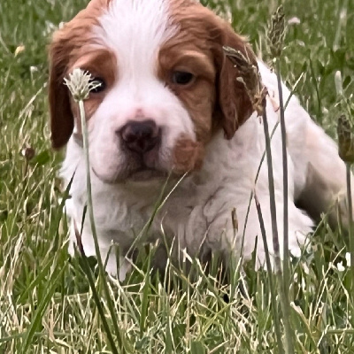 Les chiots de Epagneul Breton