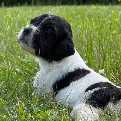 Les chiots de Epagneul Breton