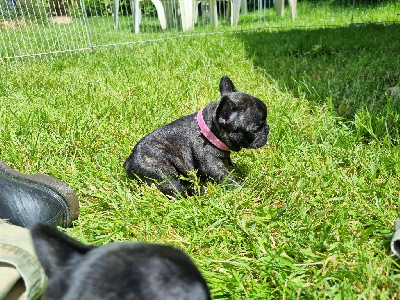 Les chiots de Bouledogue français