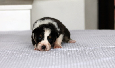 Les chiots de Berger Australien