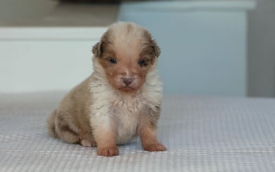 Les chiots de Berger Australien