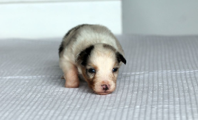 Les chiots de Berger Australien