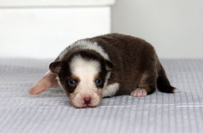 Les chiots de Berger Australien