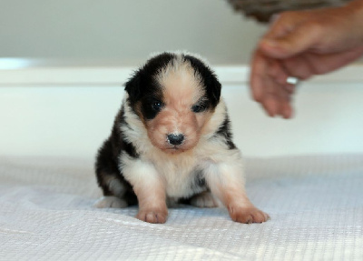 Les chiots de Berger Australien