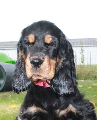 Les chiots de Cocker Spaniel Anglais