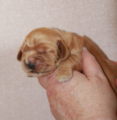 Les chiots de Cocker Spaniel Anglais