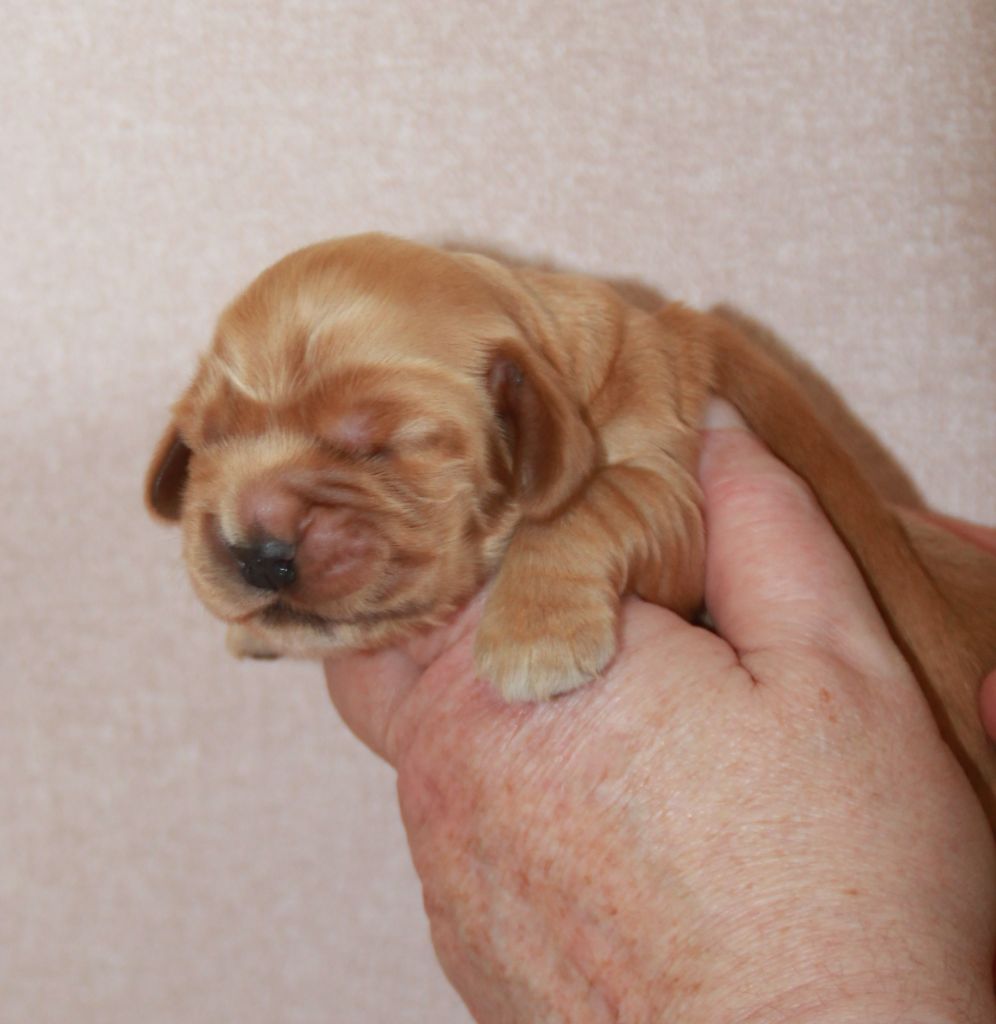 CHIOT Golden - Cocker Spaniel Anglais