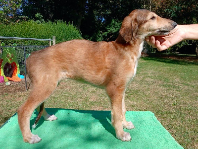 Les chiots de Barzoi