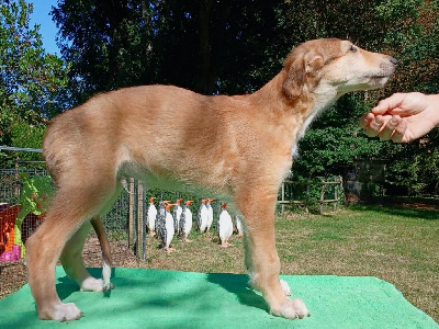 Les chiots de Barzoi