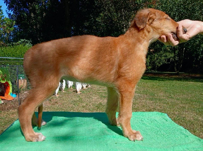 Les chiots de Barzoi