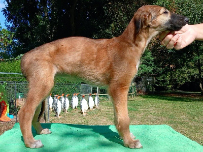 Les chiots de Barzoi