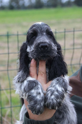 Les chiots de Cocker Spaniel Anglais