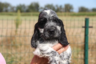 Les chiots de Cocker Spaniel Anglais