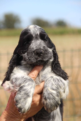 Les chiots de Cocker Spaniel Anglais