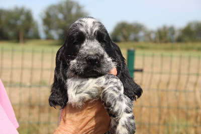 Les chiots de Cocker Spaniel Anglais