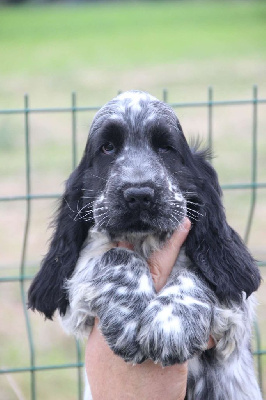 Les chiots de Cocker Spaniel Anglais