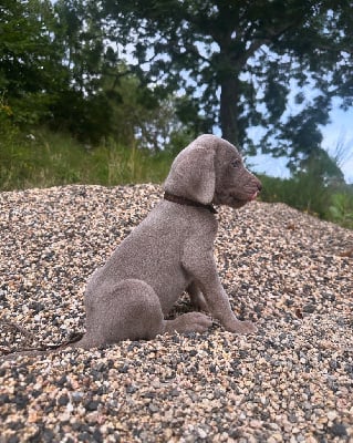 Les chiots de Braque de Weimar