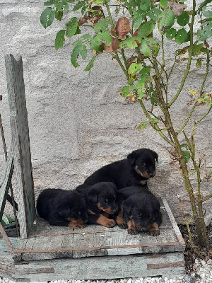 Les chiots de Berger de Beauce