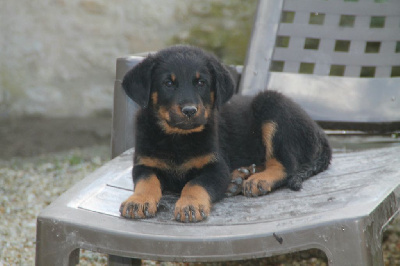 Les chiots de Berger de Beauce