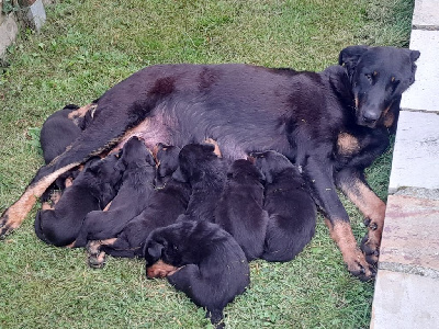 Les chiots de Berger de Beauce