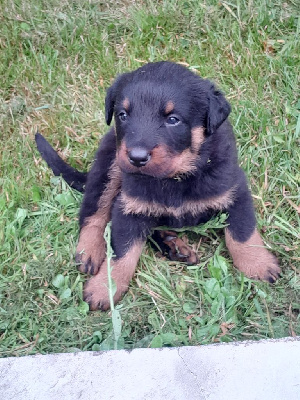 Les chiots de Berger de Beauce