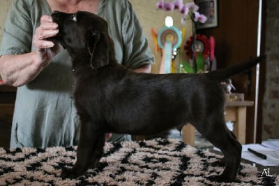 Les chiots de Labrador Retriever