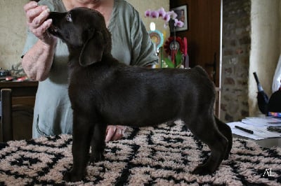 Les chiots de Labrador Retriever