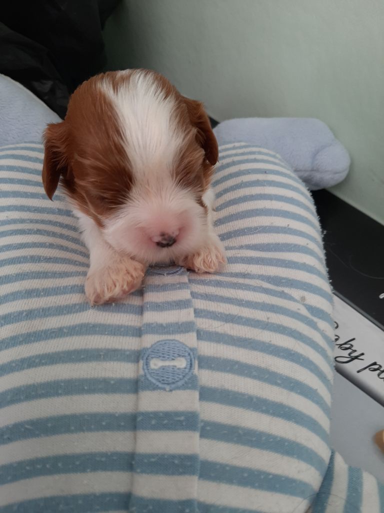 CHIOT 5 - Cavalier King Charles Spaniel