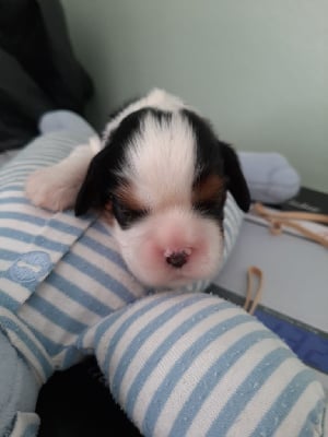 Les chiots de Cavalier King Charles Spaniel