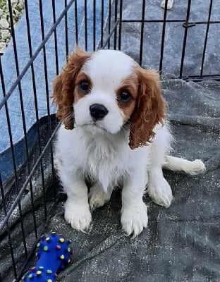 Les chiots de Cavalier King Charles Spaniel