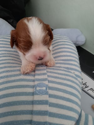 CHIOT 5 - Cavalier King Charles Spaniel