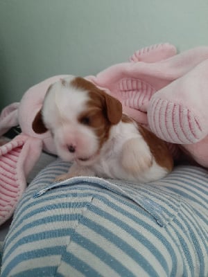 Les chiots de Cavalier King Charles Spaniel