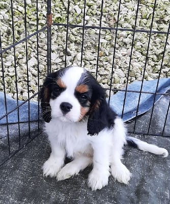 Les chiots de Cavalier King Charles Spaniel